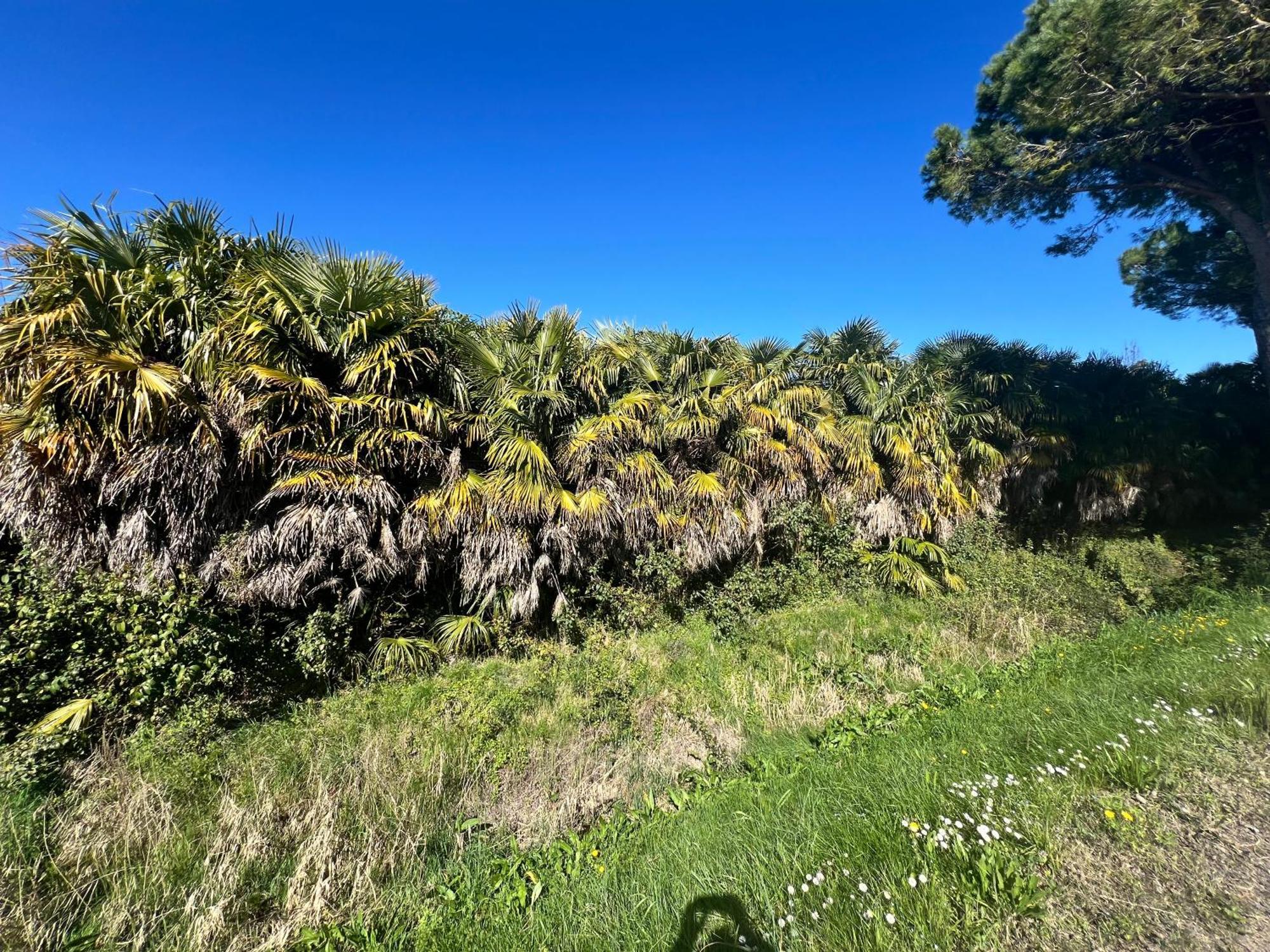 Villa Egles - Villa Con Giardino A Lignano Sabbiadoro Buitenkant foto