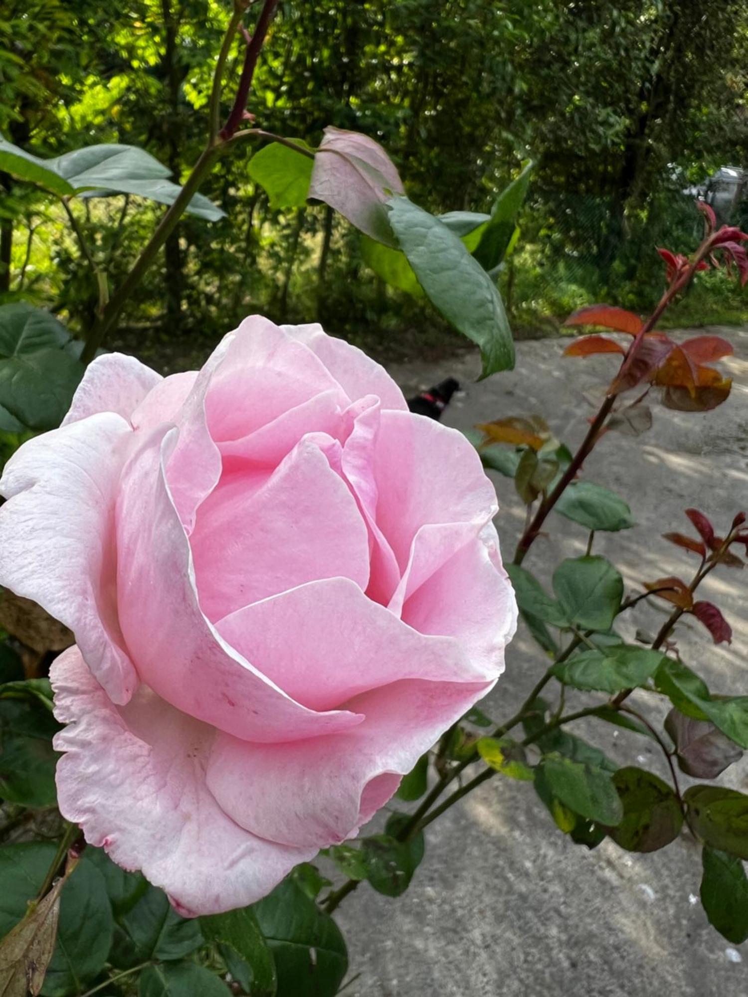 Villa Egles - Villa Con Giardino A Lignano Sabbiadoro Buitenkant foto